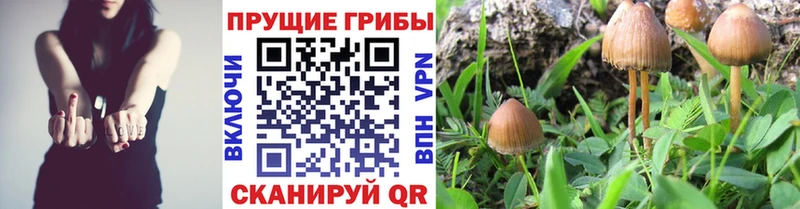 Псилоцибиновые грибы Psilocybe  Купить закладки  Спасск-Дальний 